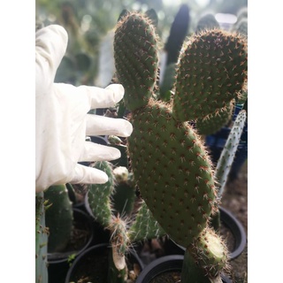 Opuntia Pycnantha หมีแดง แพดตัดสด 5-6นิ้ว