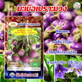 เมล็ดมะเขือเปราะม่วง Round Purple Eggplant เมล็ดพันธุ์มะเขือเปราะ เมล็ดมะเขือเปราะ มะเขือเปราะม่วง เมล็ดพันธุ์ผัก ตราภูเ