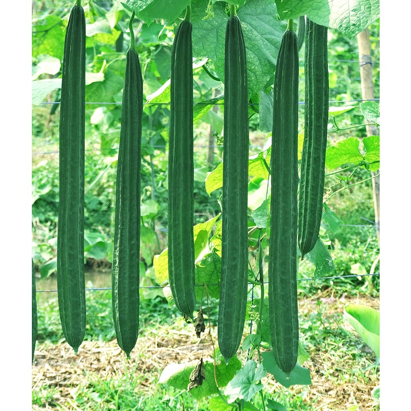 เมล็ดบวบเหลี่ยม 30-120 เมล็ด เก็บเมล็ดปลูกต่อได้