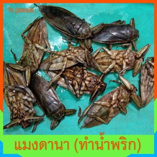 แมงดานา สำหรับทำน้ำพริก (เป็นตัว)