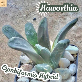 [ฮาโวเทียซิมบิฟอร์มิสไฮบริด] Haworthia Cymbiformis Hybrid ส่งพร้อมกระถาง แคคตัส Cactus Succulent Haworthia Euphorbia