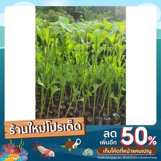 สักทอง(10ต้น105บาท)ความสูง15-20cm