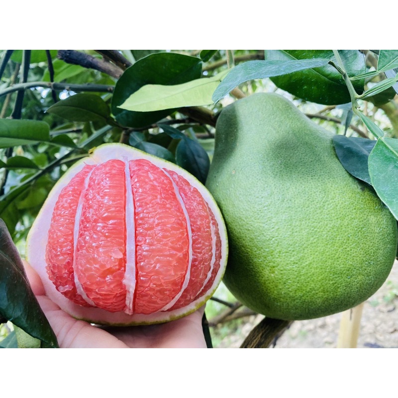 ส้มโอทับทิมสยาม (pomelo fruit) น้ำหนัก1.3-1.4ต่อลูกกล่องละ5ลูก