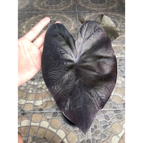 แบล็คคอรอล Colocasia Black Coral