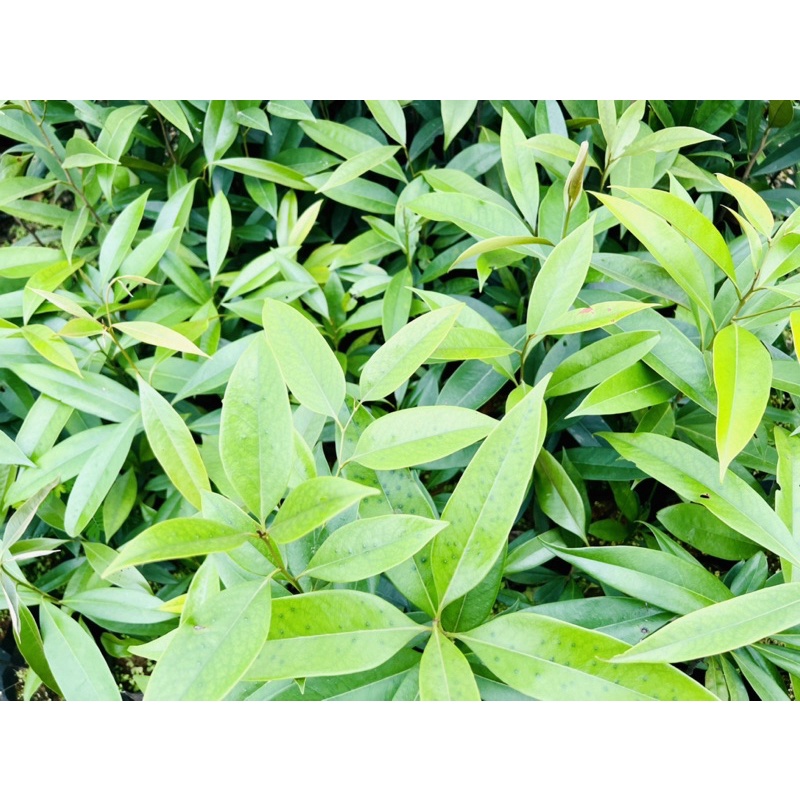 ไม้ขาวดำ ต้นสาวดำ มะพลับทอง (ไม้ป่า) ชำต้นกล้า✅รับประกันของแท้จากจังหวัดสตูล (ไม่รับเก็บเงินปลายทาง) คัดต้นสูงแข็งแรง - รูปที่ 2