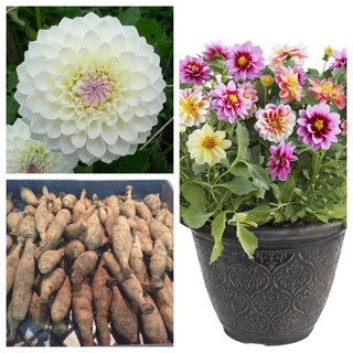 รักเร่ Dahlia สายพันธุ์ Cactus Ryecroft Brenda นำเข้าจากเนเธอร์แลน หัวสดใหม่ 1 หัว/ออเดอร์