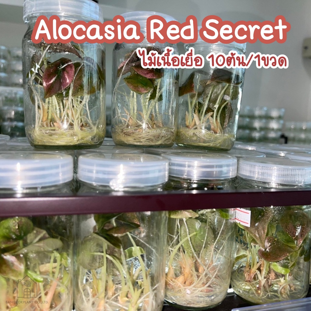Alocasia Red Secret ❤️ไม้เนื้อเยื่อ ชุด10ต้น
