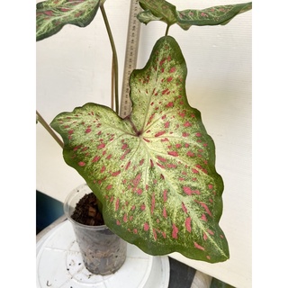 บอนจิงเจอร์แลนด์ Caladium Gingerland กระถาง6นิ้ว