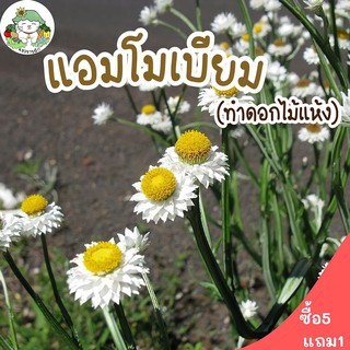 เมล็ดพันธุ์ แอมโมเบียม 200 เมล็ด (ทำดอกไม้แห้ง) Ammobium Alatum เมล็ดพันธุ์แท้ นำเข้าจากต่างประเทศ ปลูกง่าย