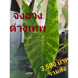 พญาจงอ่างด่างเหลือง มีหลายขนาดให้เลือก ส่งฟรี ส่งยกกระถาง มีโค้ดลด15%