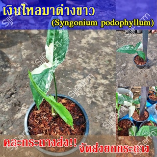 1 กระถาง ต้นเงินไหลมาด่างขาว Syngonium podophyllum คละกระถางส่ง จัดส่งพร้อมกระถาง