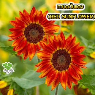 เมล็ดดอกไม้ 🌼 ทานตะวันแดง (RED SUNFLOWER)  20 เมล็ด