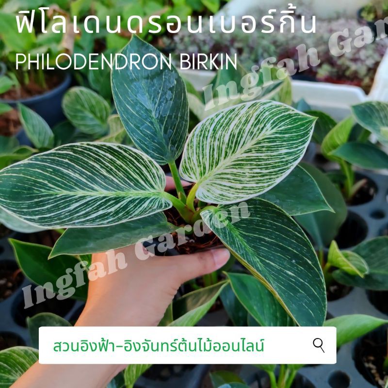 ฟิโลเบอร์กิ้น philodendron berkin กระถาง4นิ้วชุดที่8