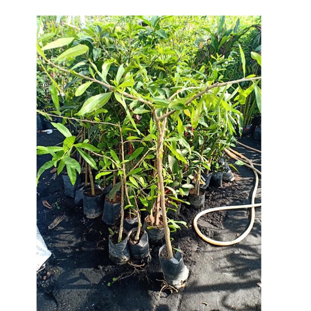 อัลบั้ม 94+ ภาพ ต้นน้ำเต้าต้น อัปเดต