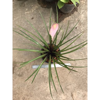 สับปะรดสีทินแลนเซียใบพาย มีช่อดอกทุกต้น   พร้อมกระถาง 5นิ้ว ไม้ฟอกอากาศ(Tillandsia Cyanea pink quill)