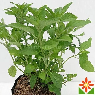 ต้นเปปเปอร์มิ้นต์ ใบหอม มิ้น rmint ในถุงดำ 5.5 นิ้ว ต้นมิ้น กลิ่นคล้ายยาสีฟัน