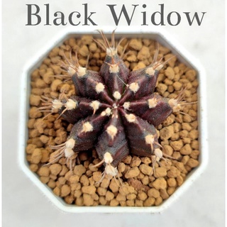 แคคตัสBlack Widow🌵แท้ต้นชำหน่อ⭐ต้นใหญ่ขนาด2.7cm.⭐จัดส่งทั้งกระถาง2นิ้ว