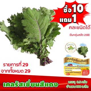 [ซื้อ10แถม1 + ฟรีคู่มือ] เมล็ดพันธุ์ เคลรัสเซี่ยนแดง RED RUSSIAN KALE  (0.5 กรัม 100 เมล็ด) ทำมะชาดฟาร์ม  ผักสลัด