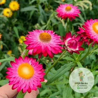 เมล็ดพันธุ์ ดอกกระดาษ คละสี 300เมล็ด (straw flower 300seed)