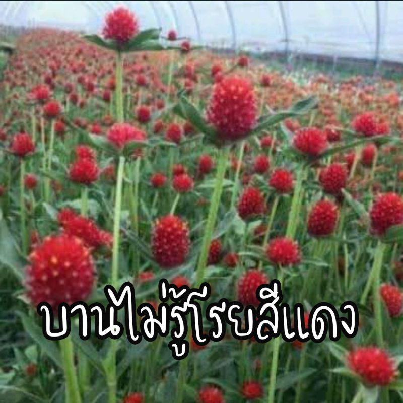 เมล็ดพันธุ์บานไม่รู้โรยสีแดง2แถม1
