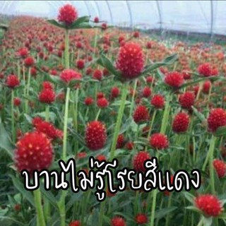 เมล็ดพันธุ์บานไม่รู้โรยสีแดงซองละ69บาท