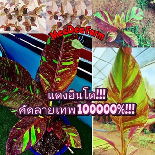 🌱แดงอินโด 🍒คัดลายสวย!!! แดงเทพ!!💥 ไม่ต้องลุ้น!! รับประกันการขนส่ง!! 😱