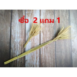 ข้าวบาร์เล่ย์ 20 ก้าน สีธรรมชาติ ดอกไม้แห้ง ดอกหญ้าแห้ง หญ้าแห้ง DIY ดอกหญ้า ตกแต่ง พร้อพถ่ายรูป