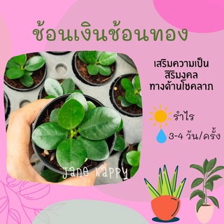 ต้นช้อนเงินช้อนทอง ในกระถาง 3"