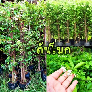 ต้นโมก🌿สูง100-120ซม.มีดอกสีขาว ใบมีขนาดเล็ก(กดสั่งออเดอร์ละ1ต้น)