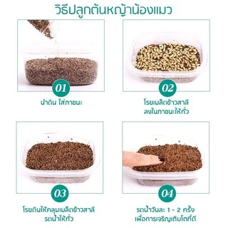 หญ้าแมวแบบกล่อง ครบชุดพร้อมปลูก ต้นอ่อนข้าวสาลี ปลอดสารเคมี ลดกลิ่นมูลสัตว์เลี้ยง เสริมสร้างภูมิคุ้มกัน ต้นข้าวสาลีแมว