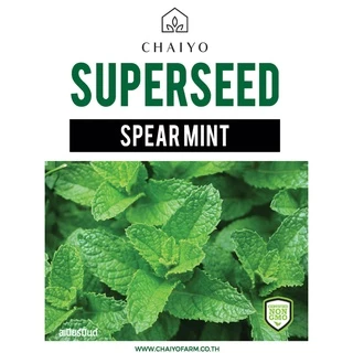 เมล็ด SPEARMINT seed สเปียร์มินต์