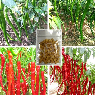 [10แถม1] เมล็ดพันธุ์พริกยาวโจลอง เมล็ดพริกยาว 100เมล็ด พริกโจลอง Jo Long Pepper Seeds