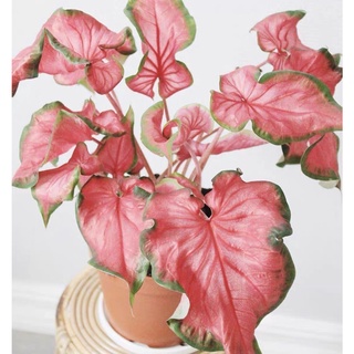 เมล็ดพันธุ์ บอนสี 100 เมล็ด Mixed Caladium Seeds Rare Flower Seeds บอนสีสวยๆ เมล็ดดอกไม้ ดอกไม้จริง บอนไซ ต้นไม้