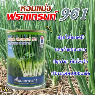 เมล็ดหอมแบ่ง ฟราแกรนท์961 ปริมาณ44,000เมล็ด ขนาด100กรัม เมล็ดพันธุ์หอมแบ่ง หอมแบ่ง