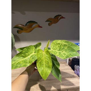 philodendron painted Lady