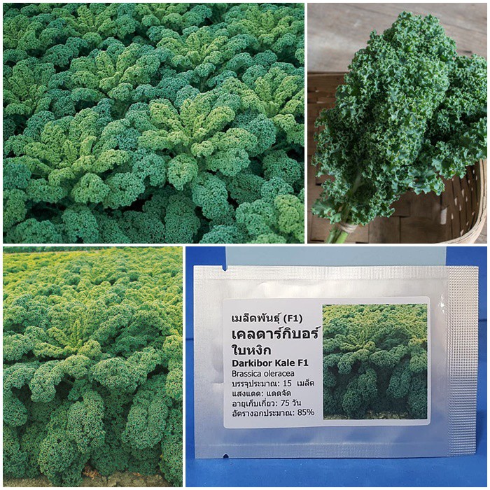 เมล็ดพันธุ์ เคลดาร์กิบอร์ ใบหงิก (Darkibor Kale F1 Seed) บรรจุ 15 เมล็ด คุณภาพดี ราคาถูก ของแท้ 100%