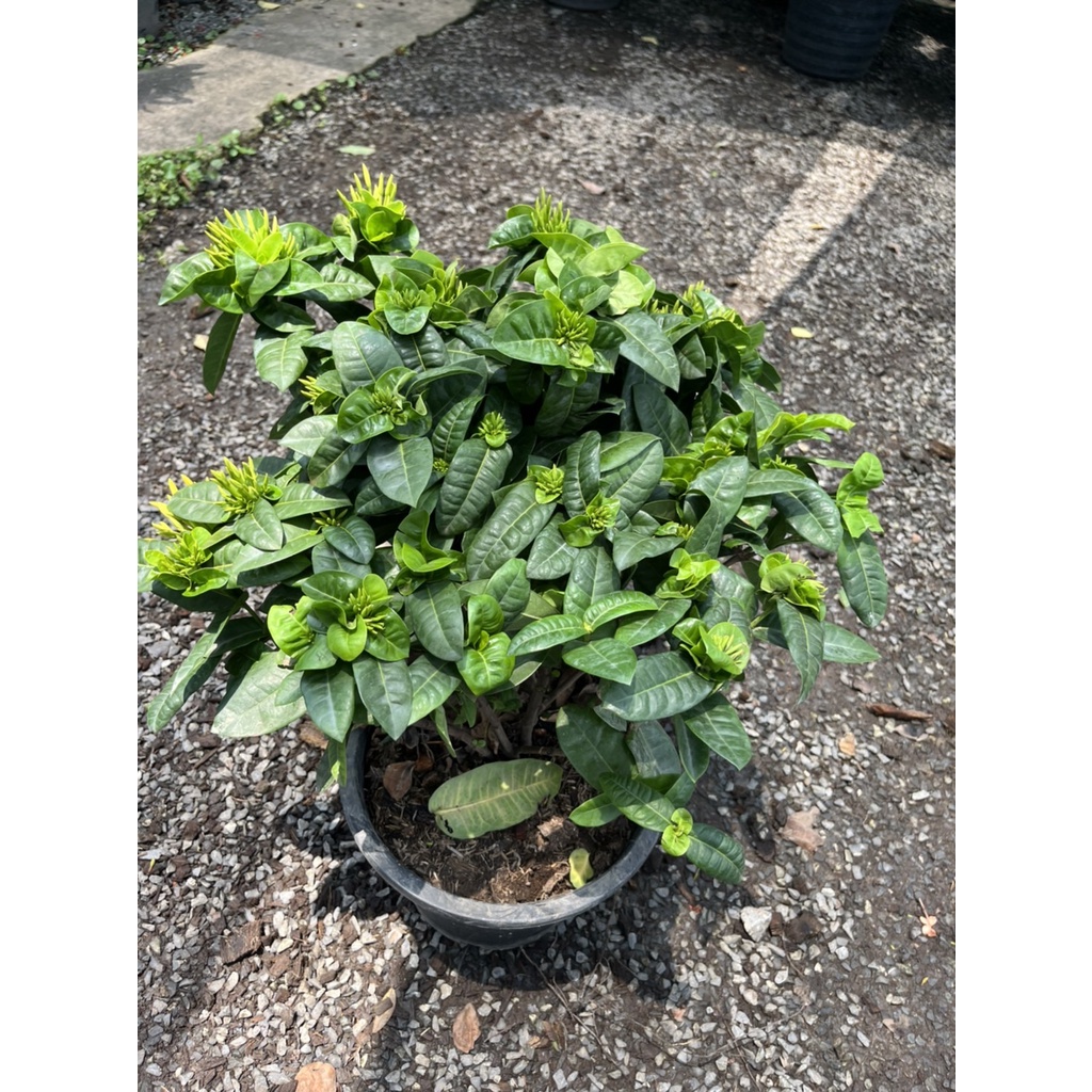 มุมมอง 6