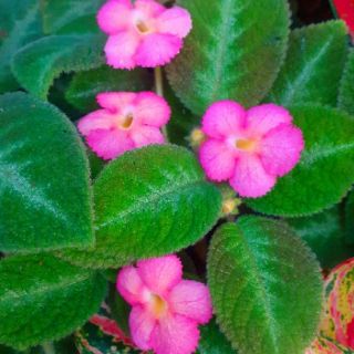 Episcia " Lil Lemon"กระถาง4นิ้ว