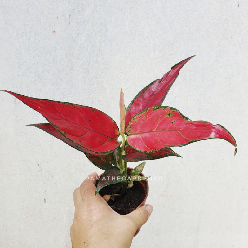 อโกลนีม่า มณีรุ่งเรือง ซุปเปอร์เร้ด ใบเรียว มาในกระถางพร้อมตั้ง