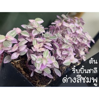 ต้นริ้บบิ้นชาลีด่างสีชมพู (pink lady)