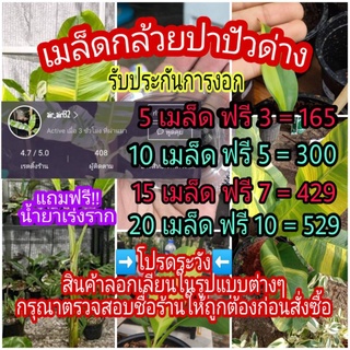 🔥รับประกันการงอก🔥 เมล็ดกล้วยด่างปาปัวด่างแท้ คัดพิเศษ⭐