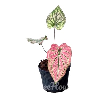 บอนสี ศรีเบญจรงค์ (Caladium sp. sribenjarong) กระถาง 4 นิ้ว 2-3 ใบ