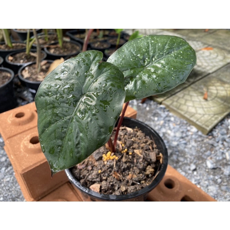 Alocasia Yucatan Princess | อะโลคาเซีย ยูคาตัน ปริ้นเซส