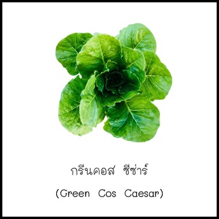 เมล็ดกรีนคอส ซีซ่าร์ (Green Cos Caesar) 100 เมล็ด [10 แถม 1 คละได้]