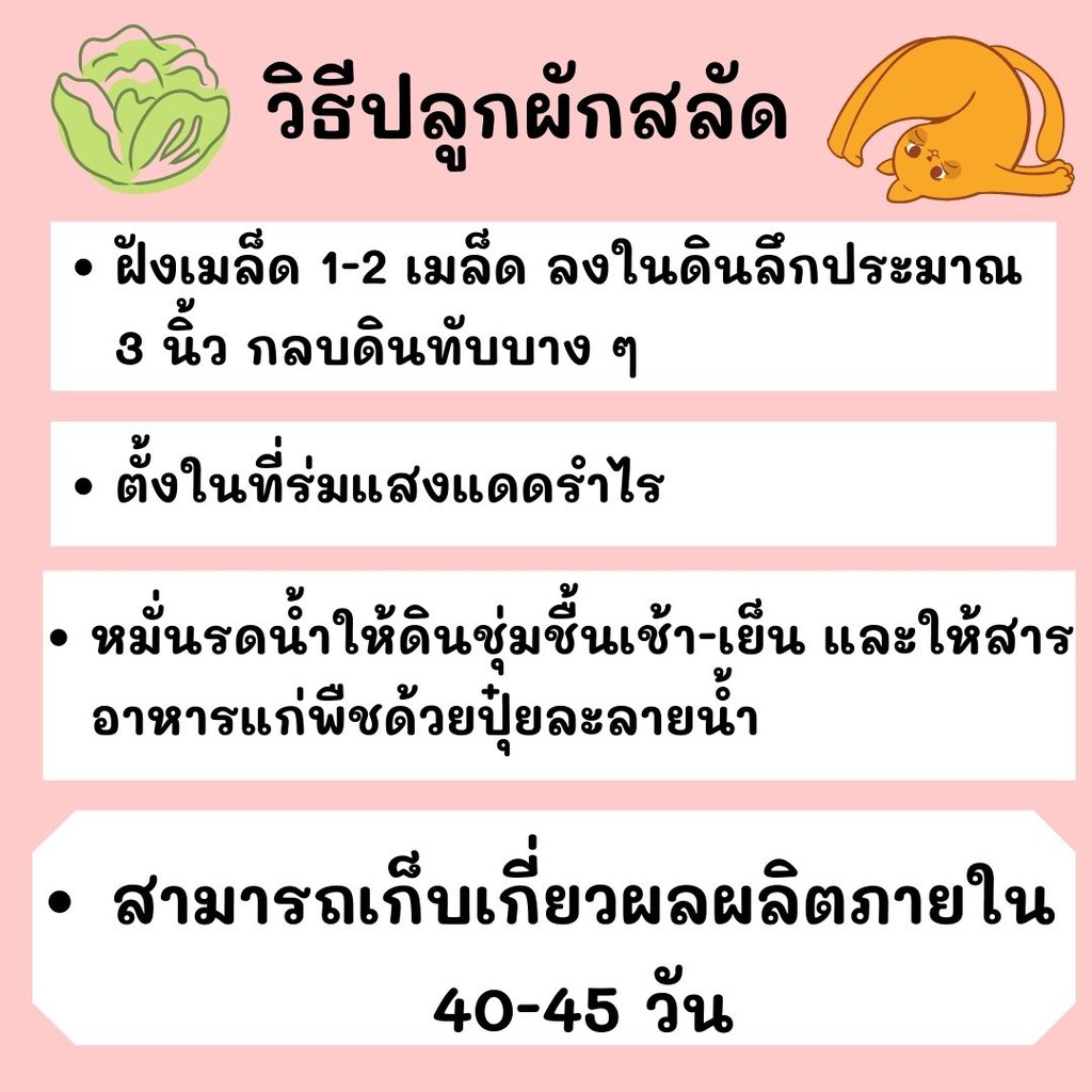เมล็ดผักสลัด  ชุดผักสลัด 100 เมล็ด ปลูกง่ายไม่กลายพันธุ์  สลัดใบเขียว, บัตเตอร์คลั้น, สลัดกรีนโอ๊ค, ราคา ถูกที่สุด ดีลบีเคเค แกลเลอรีภาพที่ 3