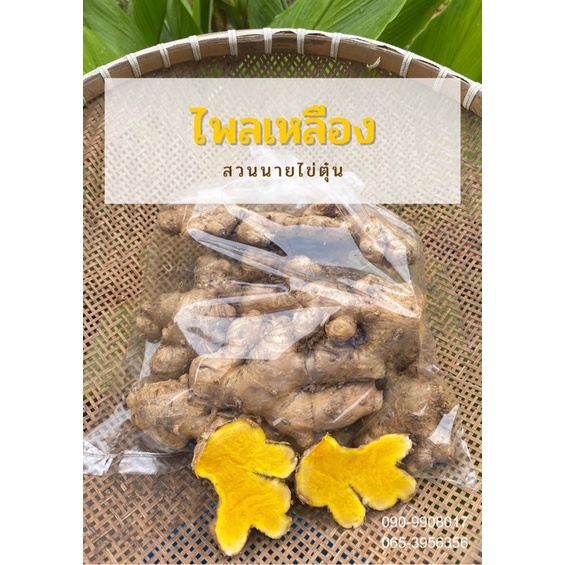 ไพลสด ไพลเหลือง **ของจริงอาจจะไม่เหมือนในรูปตามรอบการขุดและช่วงฤดู***