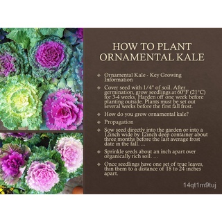 NAGOYA KALE - Ornamental Kale (10 Seeds)母婴/向日葵/帽子/花园/头饰/内裤/文胸/男装/芹菜/园艺/ BAKF