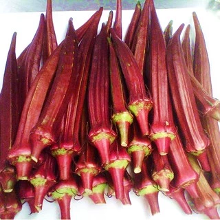 กระเจี้ยบแดง🎈ฝักแดง🎯ถูกที่สุด10บ.🎯5 เมล็ด🌱กระเจี้ยบมอญอเมริกัน🌱งอกง่าย ☘️โตไว☘️ ผลดก🌱สีสวย🎈ทานอร่อย