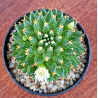 Cake Cactus Farm กระบองเพชร Mammillaria camptotricha cv. Bru แมมแคมโตไตรช่า