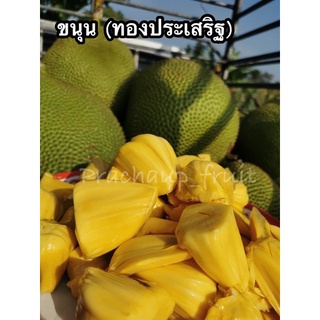 ขนุน สายพันธ์ทองประเสริฐ ✅พร้อมส่ง✅ (ขายเป็นลูก) 🍐สดใหม่จากส…